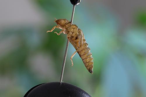 Réf. 209 476 : Onychogomphus forcipatus